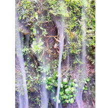 Feuchtes Moos an einer Rückwand im Terrarium mit kaskadierendem Wassernebel und kleinen Pflanzen.