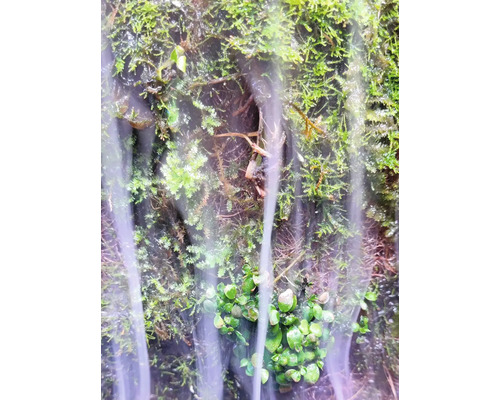 Feuchtes Moos an einer Rückwand im Terrarium mit kaskadierendem Wassernebel und kleinen Pflanzen.