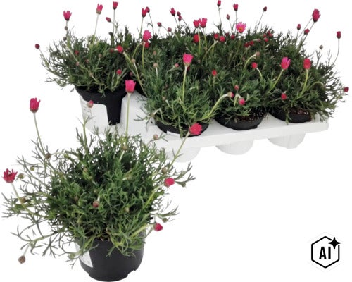 Marokko-Kamille (Rhodanthemum) mit rosa Blüten im Topf, im Hintergrund eine Tragepalette mit fünf weiteren Töpfen. (Image AI modified or generated)