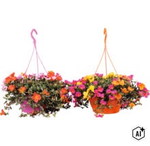 Zwei Hängeampeln mit blühenden Portulakröschen (Portulaca) in verschiedenen Farben. (Image AI modified or generated)
