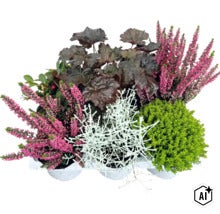 Herbstbepflanzung mit rosa Heidekraut, dunkellaubiger Heuchera, silbernem Gitterkraut und grüner Hebe in weißen Töpfen. (Image AI modified or generated)