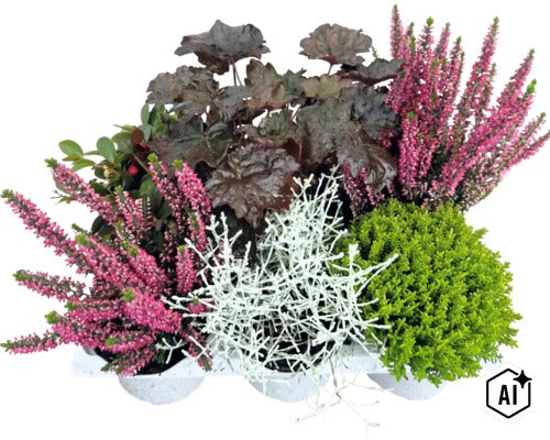 Herbstbepflanzung mit rosa Heidekraut, dunkellaubiger Heuchera, silbernem Gitterkraut und grüner Hebe in weißen Töpfen. (Image AI modified or generated)