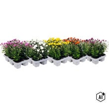 Chrysanthemen-Mix in verschiedenen Farben, eingepflanzt in weißen Kunststofftrays. (Image AI modified or generated)
