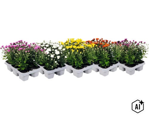 Chrysanthemen-Mix in verschiedenen Farben, eingepflanzt in weißen Kunststofftrays. (Image AI modified or generated)