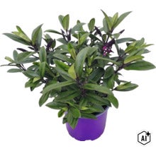 Strauchveronika Hebe mit grünen Blättern und violetten Blütenknospen in einem lilafarbenen Kulturtopf. (Image AI modified or generated)