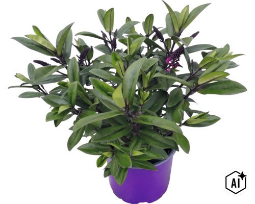 Strauchveronika Hebe mit grünen Blättern und violetten Blütenknospen in einem lilafarbenen Kulturtopf. (Image AI modified or generated)