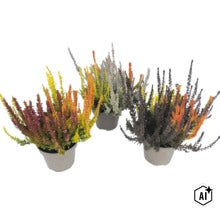 Drei Töpfe Knospenheide Calluna vulgaris Sunset Trio, farbenfrohe Heidekraut-Pflanzen für die herbstliche Bepflanzung von Balkon und Garten. (Image AI modified or generated)