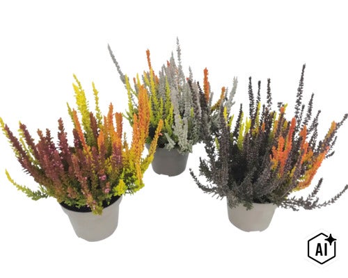 Drei Töpfe Knospenheide Calluna vulgaris Sunset Trio, farbenfrohe Heidekraut-Pflanzen für die herbstliche Bepflanzung von Balkon und Garten. (Image AI modified or generated)