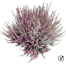 Mehrfarbige Knospenheide Calluna vulgaris, Heidekraut-Pflanze für Garten und Balkon. (Image AI modified or generated)
