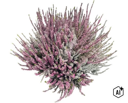 Mehrfarbige Knospenheide Calluna vulgaris, Heidekraut-Pflanze für Garten und Balkon. (Image AI modified or generated)