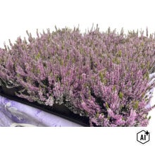 Heidekraut Calluna vulgaris in einer Palette für die Gartenbepflanzung. (Image AI modified or generated)