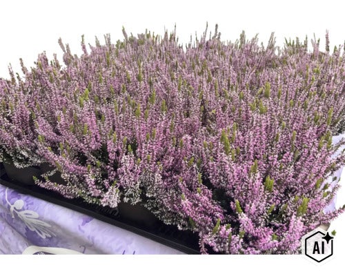 Heidekraut Calluna vulgaris in einer Palette für die Gartenbepflanzung. (Image AI modified or generated)
