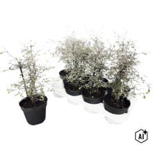 Zickzackstrauch Corokia cotoneaster als Topfpflanze im Tragepack mit mehreren Exemplaren für Garten und Balkon. (Image AI modified or generated)