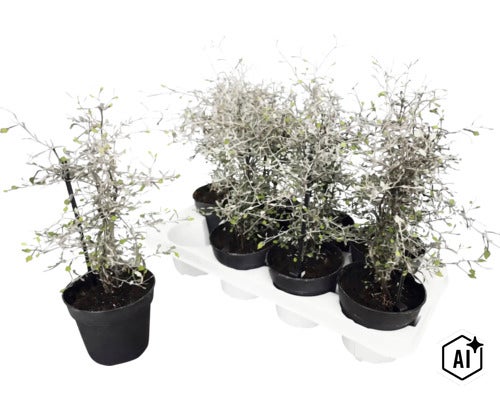 Zickzackstrauch Corokia cotoneaster als Topfpflanze im Tragepack mit mehreren Exemplaren für Garten und Balkon. (Image AI modified or generated)