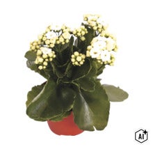 Kalanchoe Flammendes Käthchen mit weißen Blüten und grünen Blättern im Topf (Image AI modified or generated)