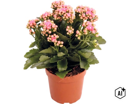 Flammendes Käthchen (Kalanchoe) im Pflanztopf mit zahlreichen Knospen und Blüten. (Image AI modified or generated)