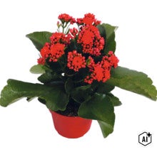 Flammendes Käthchen Kalanchoe mit roten Blüten im roten Topf. (Image AI modified or generated)