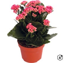 Kalanchoe-Pflanze mit rosafarbenen Blüten im braunen Topf. (Image AI modified or generated)