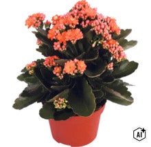 Blühende Kalanchoe Flammendes Käthchen im Kunststofftopf mit dicken, dunkelgrünen Blättern und orangefarbenen Blüten. (Image AI modified or generated)
