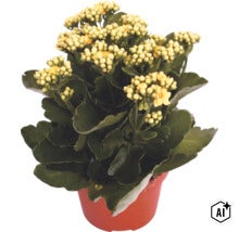 Flammendes Käthchen (Kalanchoe) im Kulturtopf mit gelben Blüten und grünen Blättern (Image AI modified or generated)