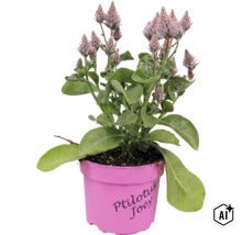 Ptilotus exaltatus Joey im Kunststofftopf mit grünen Blättern und federartigen Blütenähren. (Image AI modified or generated)