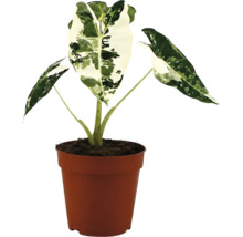 Alocasia macrorrhiza Variegata im braunen Kunststofftopf.
