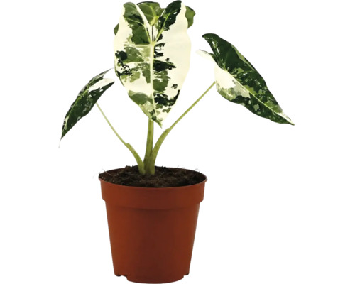 Alocasia macrorrhiza Variegata im braunen Kunststofftopf.