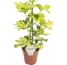 Schefflera arboricola Zimmerpflanze mit gelb-grün gemusterten Blättern im braunen Kulturtopf mit Pflanzenstecker.