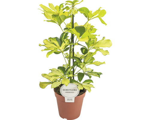 Schefflera arboricola Zimmerpflanze mit gelb-grün gemusterten Blättern im braunen Kulturtopf mit Pflanzenstecker.