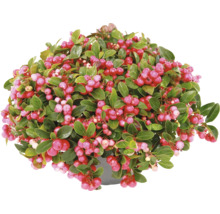 Scheinbeere Gaultheria procumbens im Topf mit grünen Blättern und roten Beeren