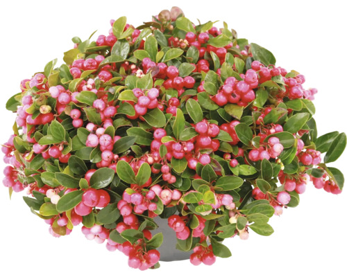 Scheinbeere Gaultheria procumbens im Topf mit grünen Blättern und roten Beeren