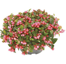 Scheinbeere Gaultheria procumbens im Topf mit gruenen Blaettern und roten Beeren