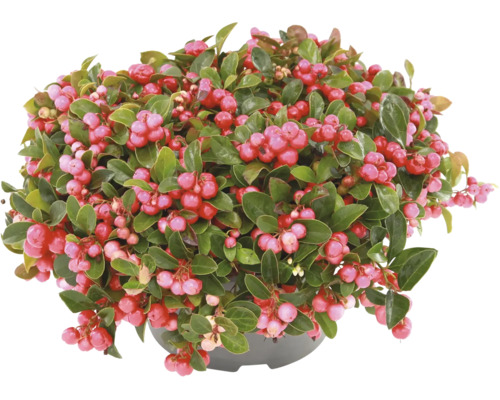 Scheinbeere Gaultheria procumbens im Topf mit gruenen Blaettern und roten Beeren