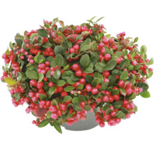 Scheinbeere Gaultheria procumbens mit grünen Blättern und roten Beeren im Topf