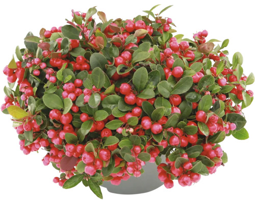 Scheinbeere Gaultheria procumbens mit grünen Blättern und roten Beeren im Topf