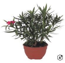 Oleander-Pflanze mit grünen Blättern und roten Blüten in einem braunen Pflanztopf. (Image AI modified or generated)