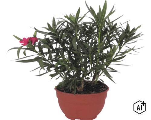 Oleander-Pflanze mit grünen Blättern und roten Blüten in einem braunen Pflanztopf. (Image AI modified or generated)