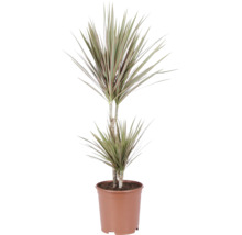 Drachenbaum Dracaena marginata mit zwei Stämmen im Kulturtopf.