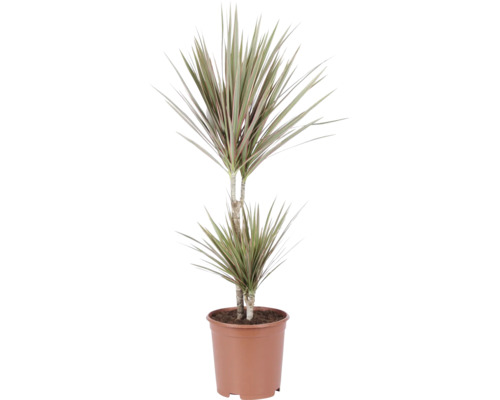 Drachenbaum Dracaena marginata mit zwei Stämmen im Kulturtopf.