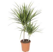 Drachenbaum Dracaena marginata mit zwei Stämmen im braunen Kunststofftopf.
