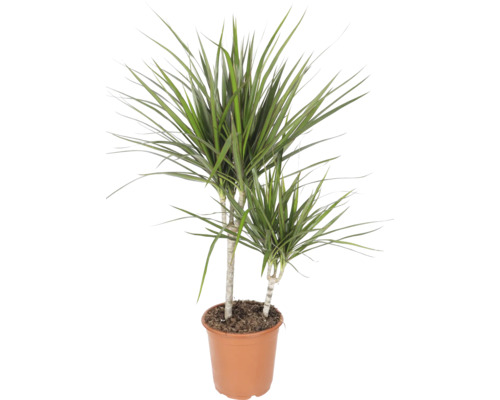 Drachenbaum Dracaena marginata mit zwei Stämmen im braunen Kunststofftopf.