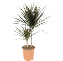 Drachenbaum Dracaena marginata mit zwei Stämmen im Kunststofftopf.