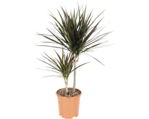 Drachenbaum Dracaena marginata mit zwei Stämmen im Kunststofftopf.