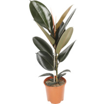 Ficus elastica Gummibaum im braunen Kunststofftopf mit Stützstab und glänzenden, dunkelgrünen Blättern.