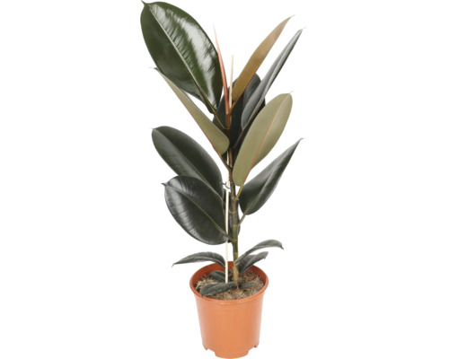 Ficus elastica Gummibaum im braunen Kunststofftopf mit Stützstab und glänzenden, dunkelgrünen Blättern.