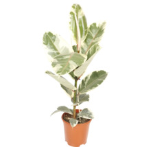 Panaschierter Gummibaum Ficus elastica mit cremefarben-grünen Blättern im braunen Kunststofftopf.