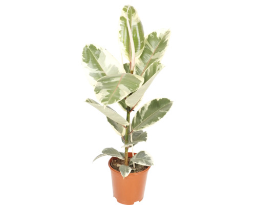 Panaschierter Gummibaum Ficus elastica mit cremefarben-grünen Blättern im braunen Kunststofftopf.