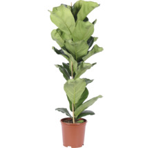 Geigenfeige (Ficus lyrata) Zimmerpflanze im braunen Kunststofftopf mit Pflanzstab.