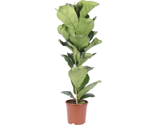 Geigenfeige (Ficus lyrata) Zimmerpflanze im braunen Kunststofftopf mit Pflanzstab.
