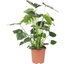 Monstera deliciosa Zimmerpflanze, auch bekannt als Koestliches Fensterblatt, in einem braunen Kunststofftopf.